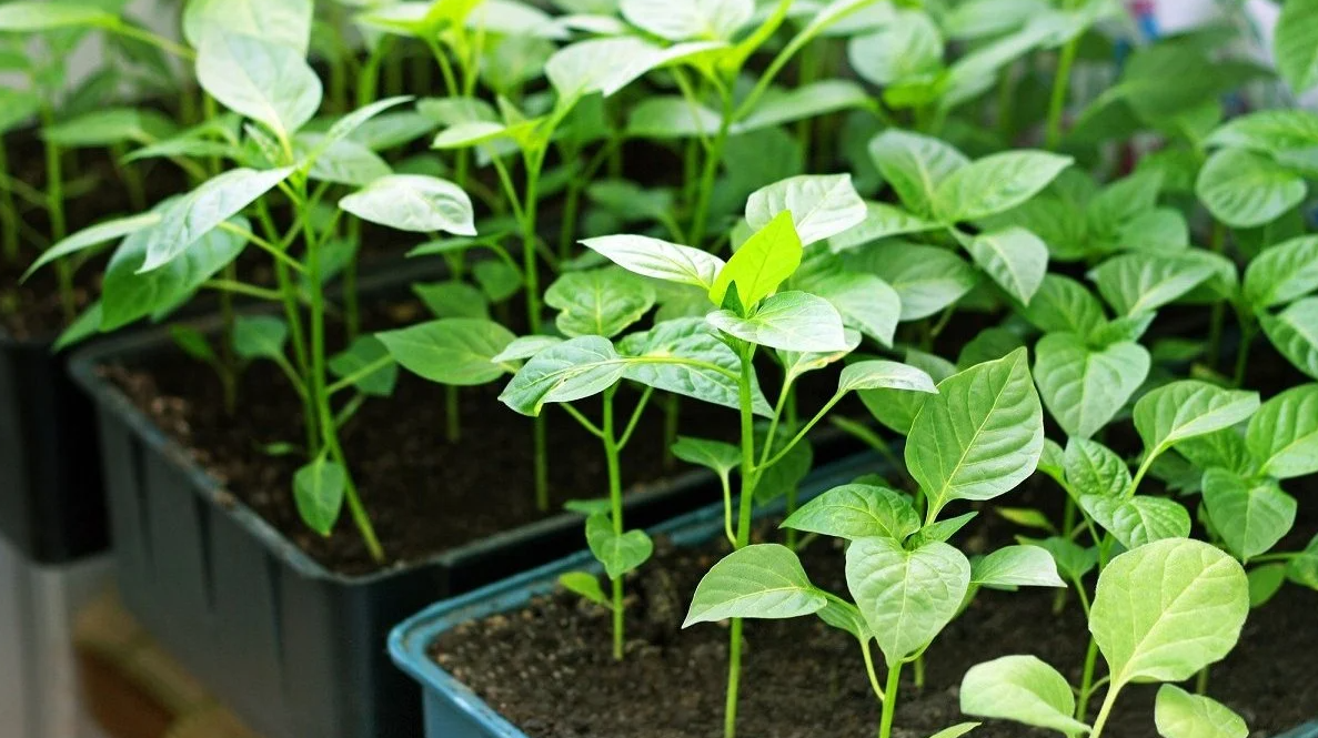 Рассада перца