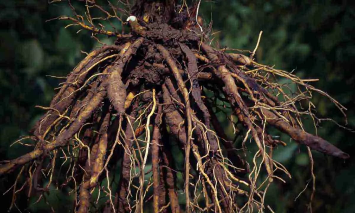 Как выглядит корни грецкого ореха