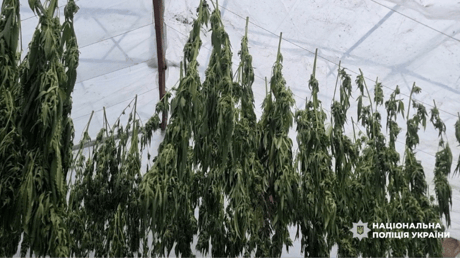 В Одесі викрили планктацію канабісу