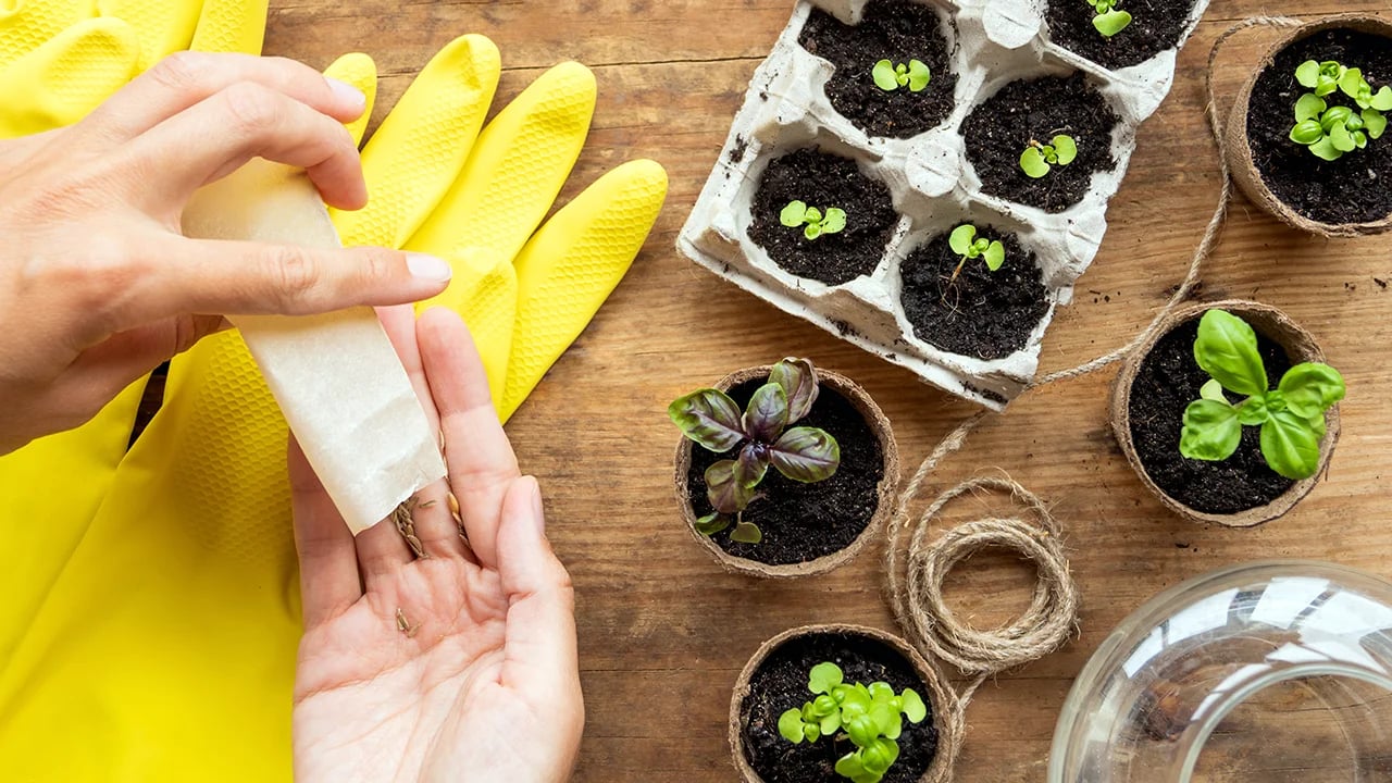 Какие дни благоприятны и неблагоприятны для посева в марте 2025 года