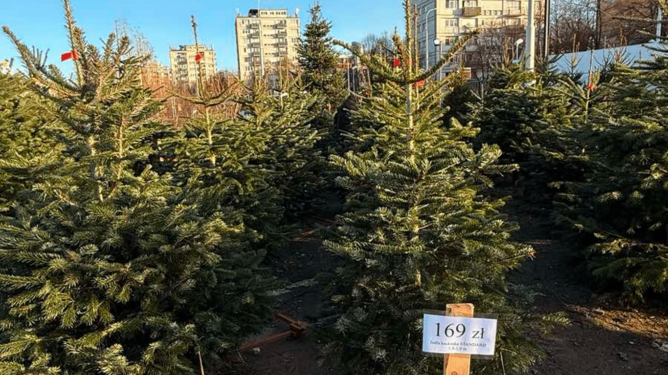 Ялинки Польща