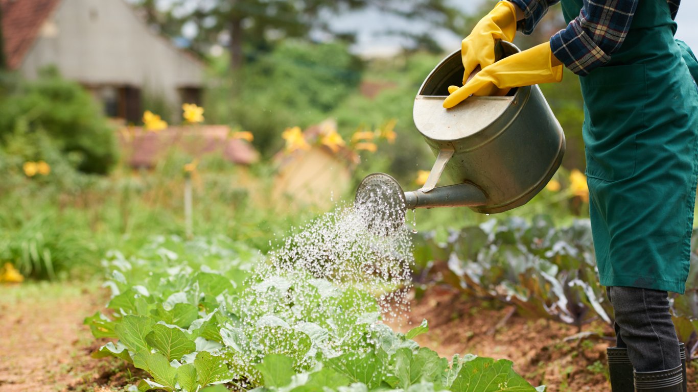 Городник поливає грядки капусти.
