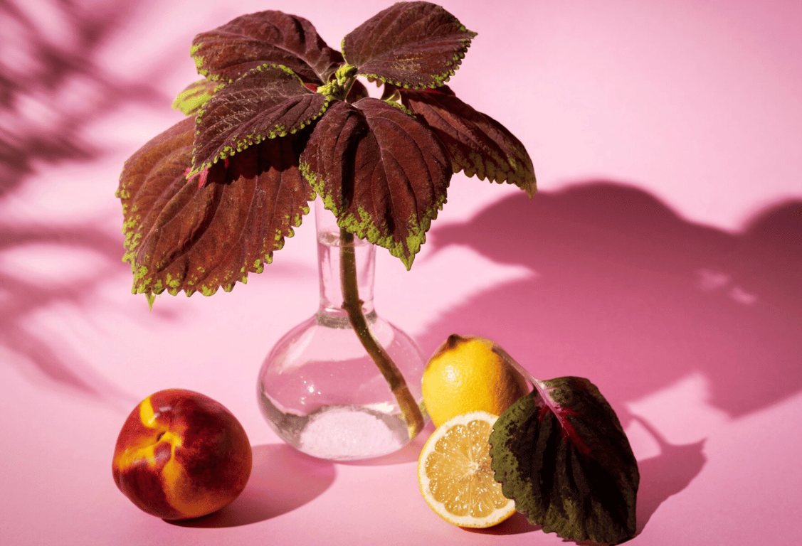 Персик в парфумах на літо ідеальний вибір