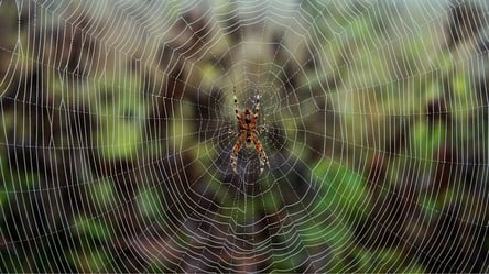 Вчені створили музичний інструмент з павутини, щоб вивчити мову павуків — відео - 285x160