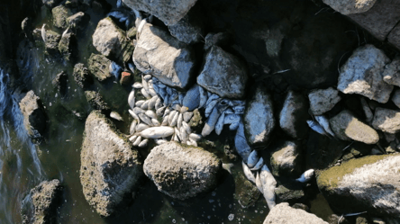 Екологічна катастрофа на Одещині — сморід та масовий мор риби у Хаджибеївському лимані - 285x160
