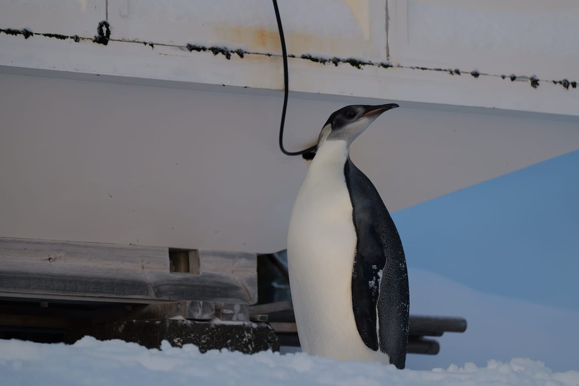 До полярників прийшов імператорський пінгвін