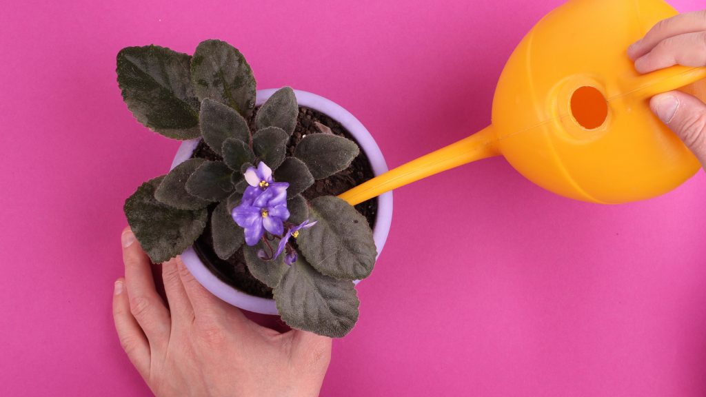 Полив фиалки