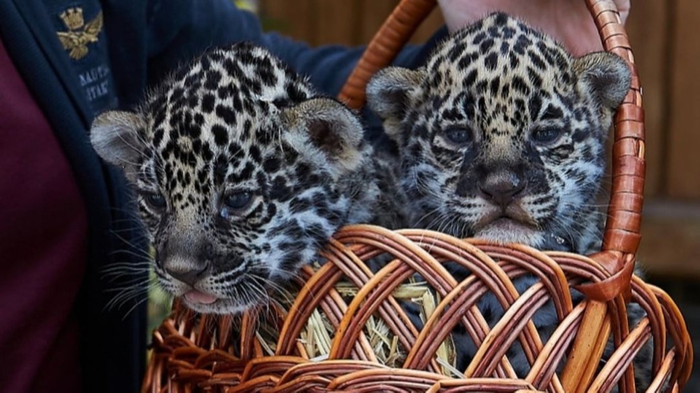 Ягуары родились в Харьковском зоопарке.