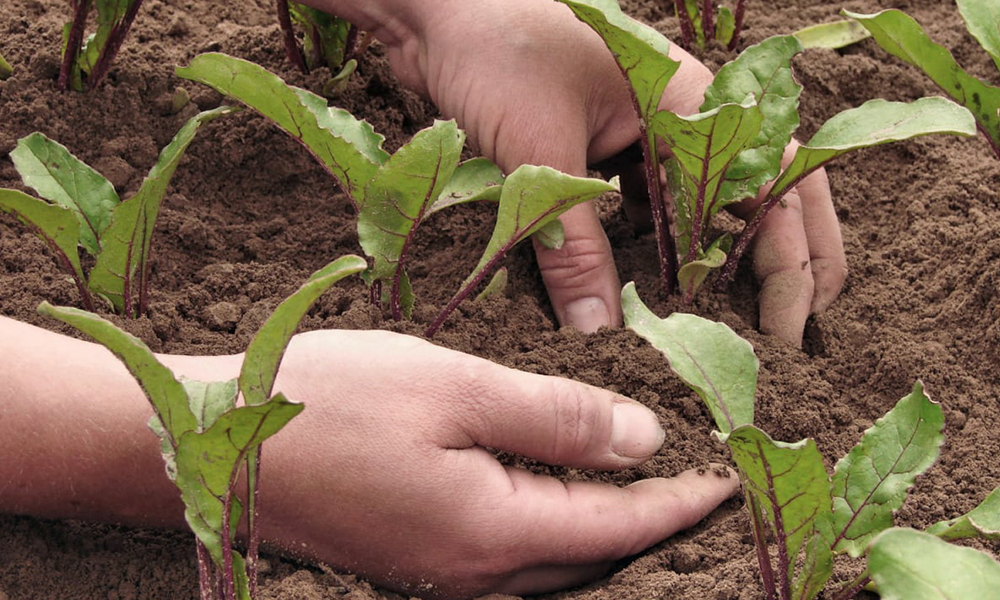 Растения свеклы