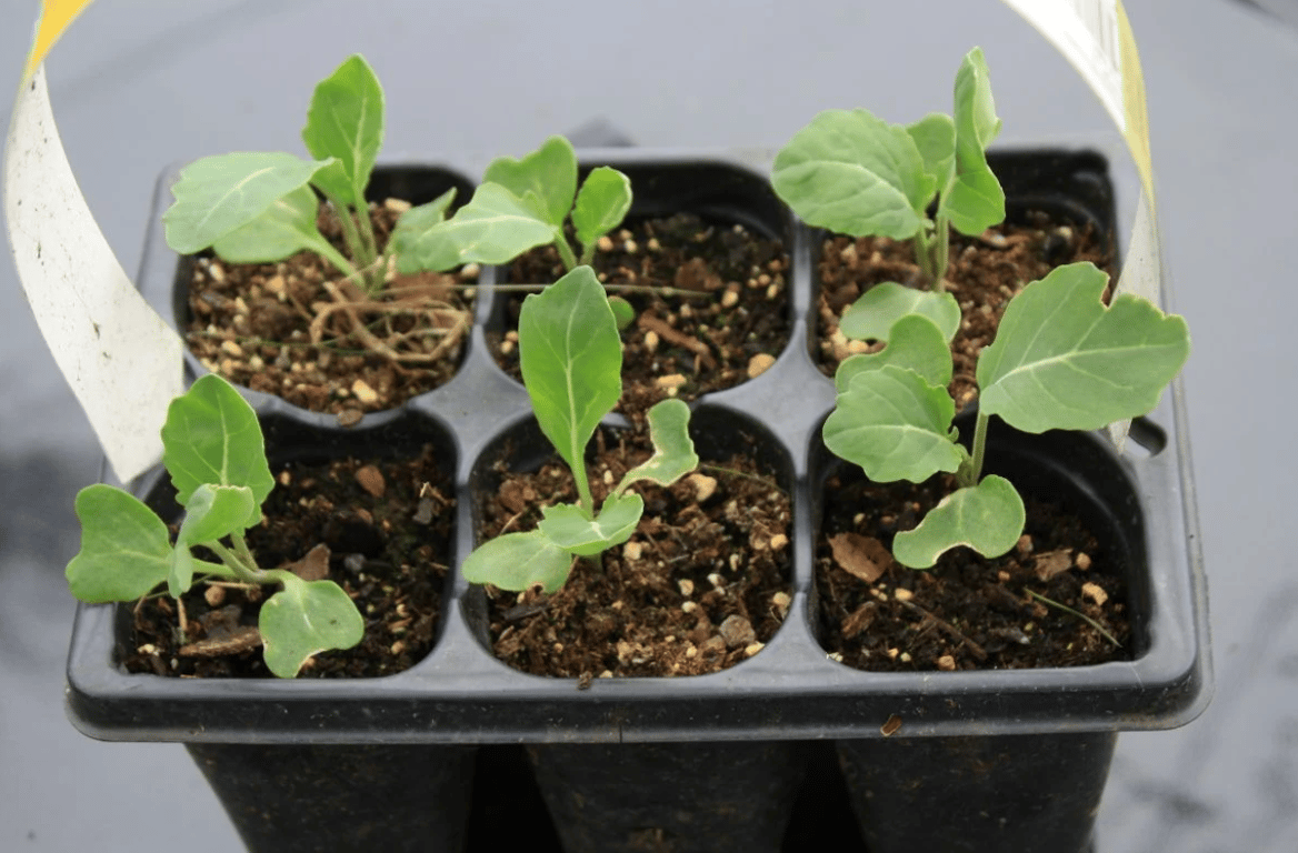 Капуста брокколи на рассаду