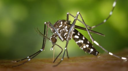Поблизу Одещини зафіксували смертельних комарів — як себе застерегти - 285x160