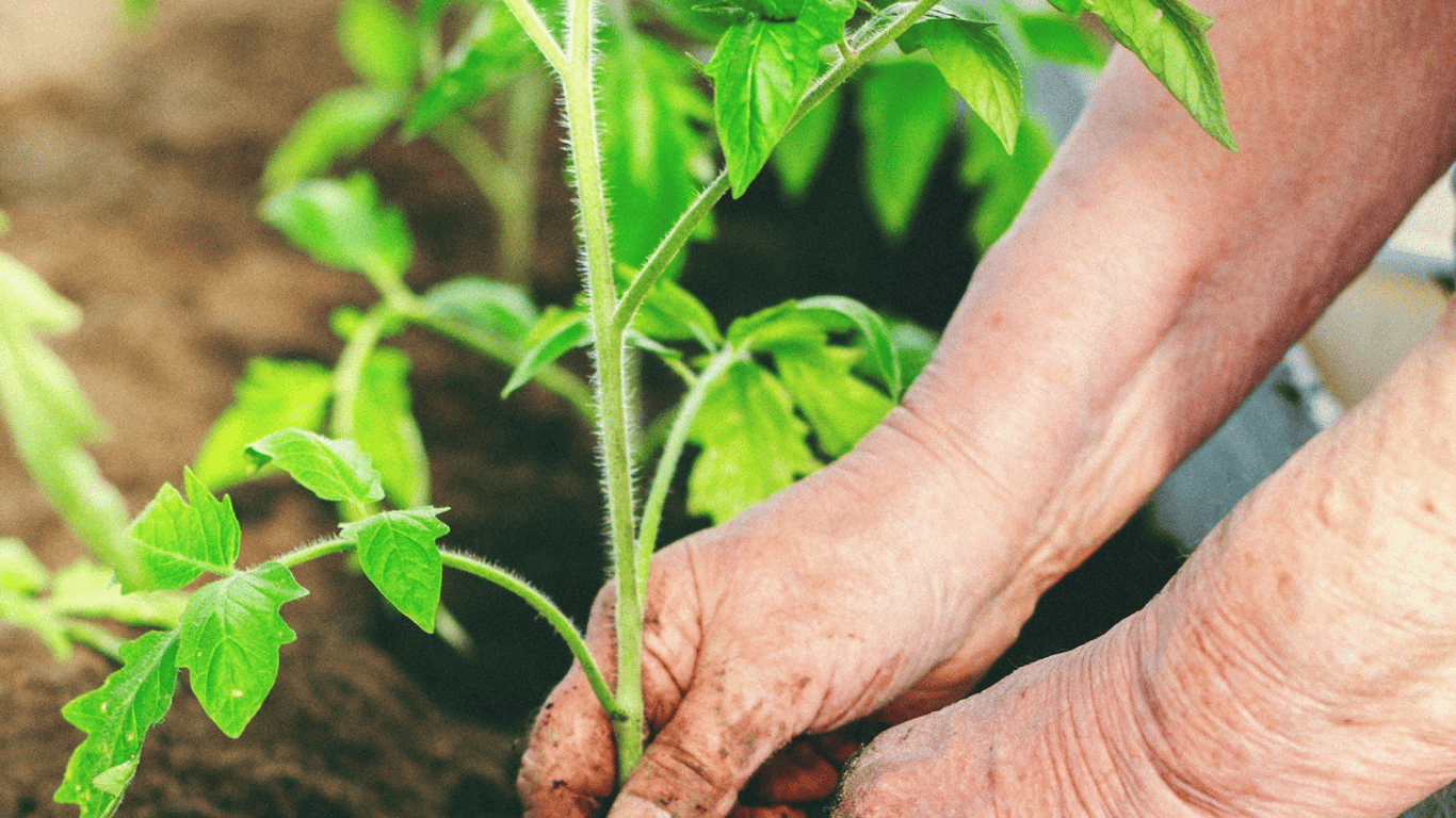 Як збільшити урожай помідорів: корисні лайфхаки