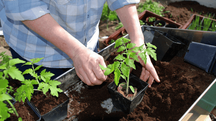 Дрожжевая подкормка — бюджетный способ укрепить рассаду - 285x160