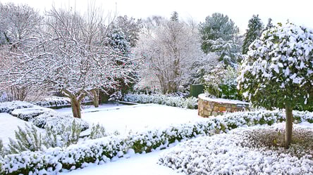 Липкий сніг у саду — які дерева можуть постраждати найбільше - 285x160