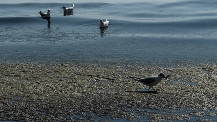 Екологічна катастрофа — на Одещині знову виявили мертвих птахів - 285x160