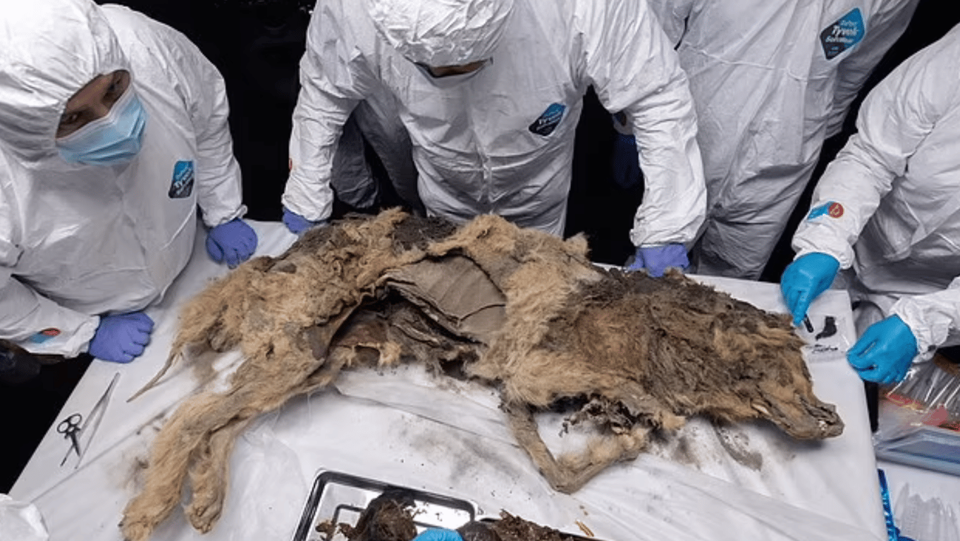 Вскрытие древнего волка, лежавшего в вечной мерзлоте