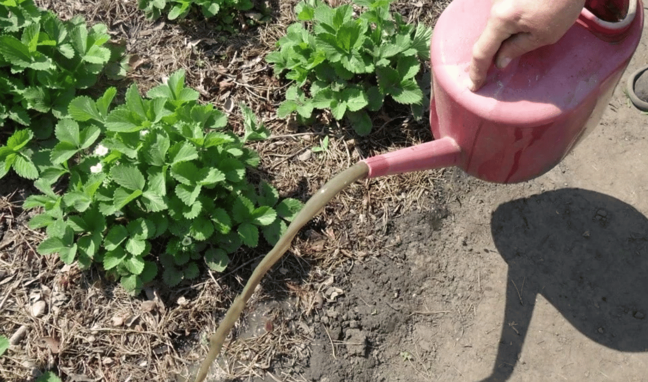 Процесс подкормки клубники на огороде