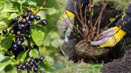 Как сажать смородину весной, чтобы прижилась и плодоносила — секреты садоводов - 285x160