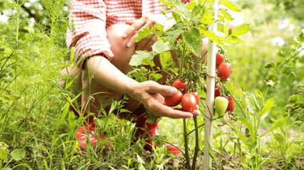 Что посадить возле помидоров для большого урожая — самые лучшие "друзья" для томатов - 285x160
