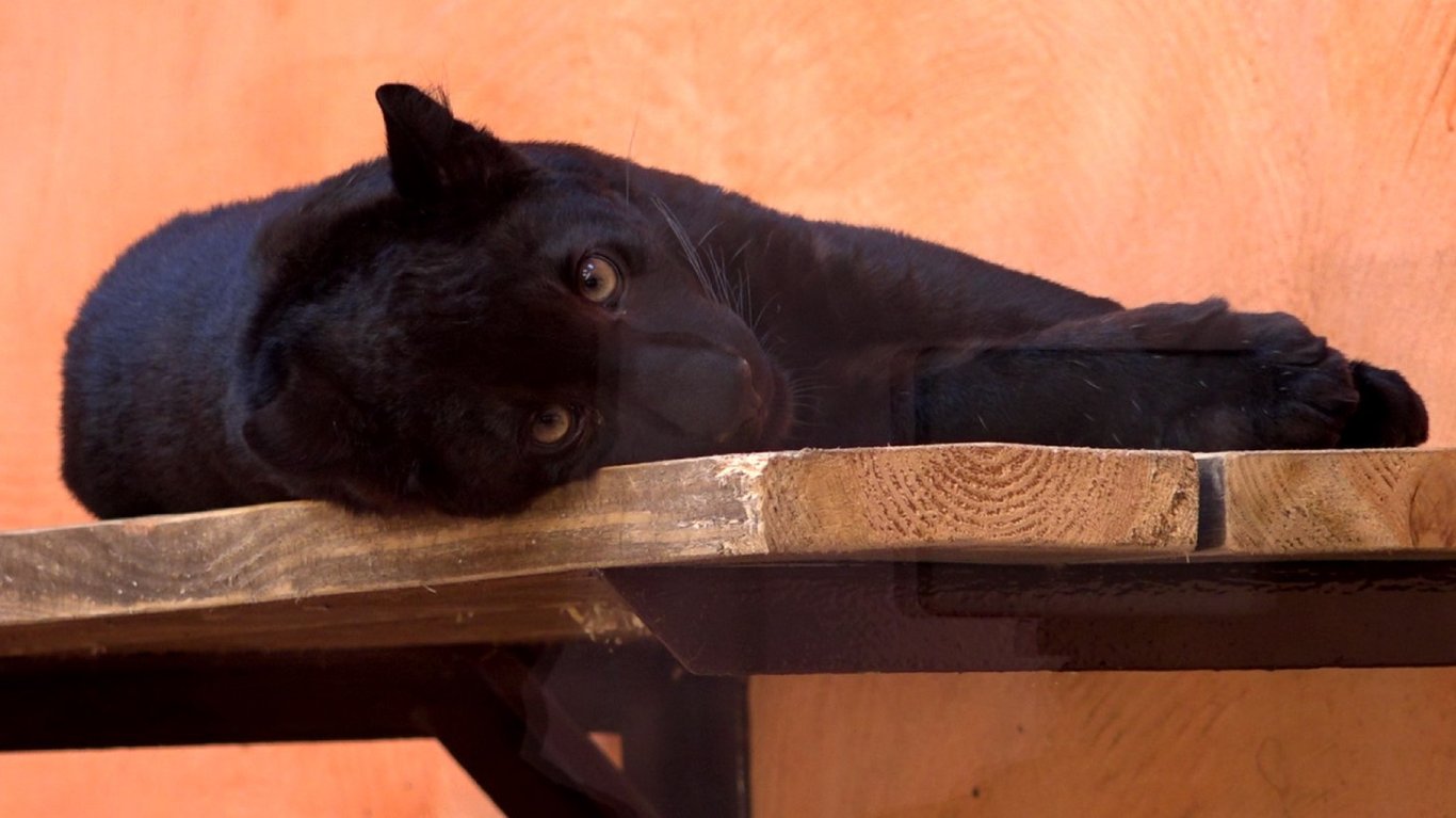 Унікальний чорний леопард Гера на Київщині