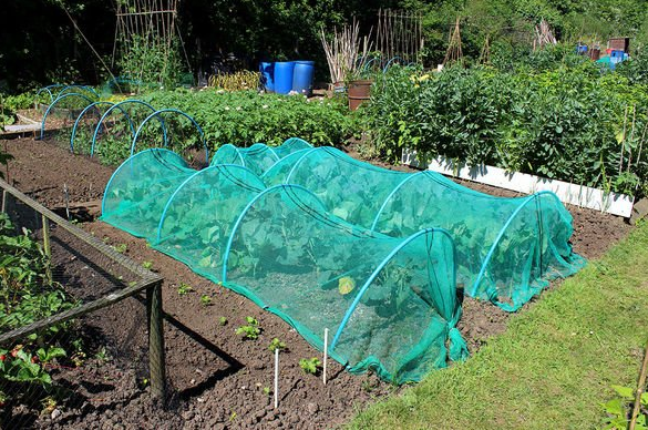 Защита растений от непогоды сеткой