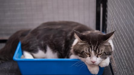 Запах кошачьей мочи исчезнет навсегда — простые средства из дома - 285x160