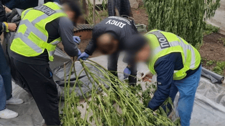 Выращивал психотропы — на Одесчине задержали псевдоагрария - 285x160