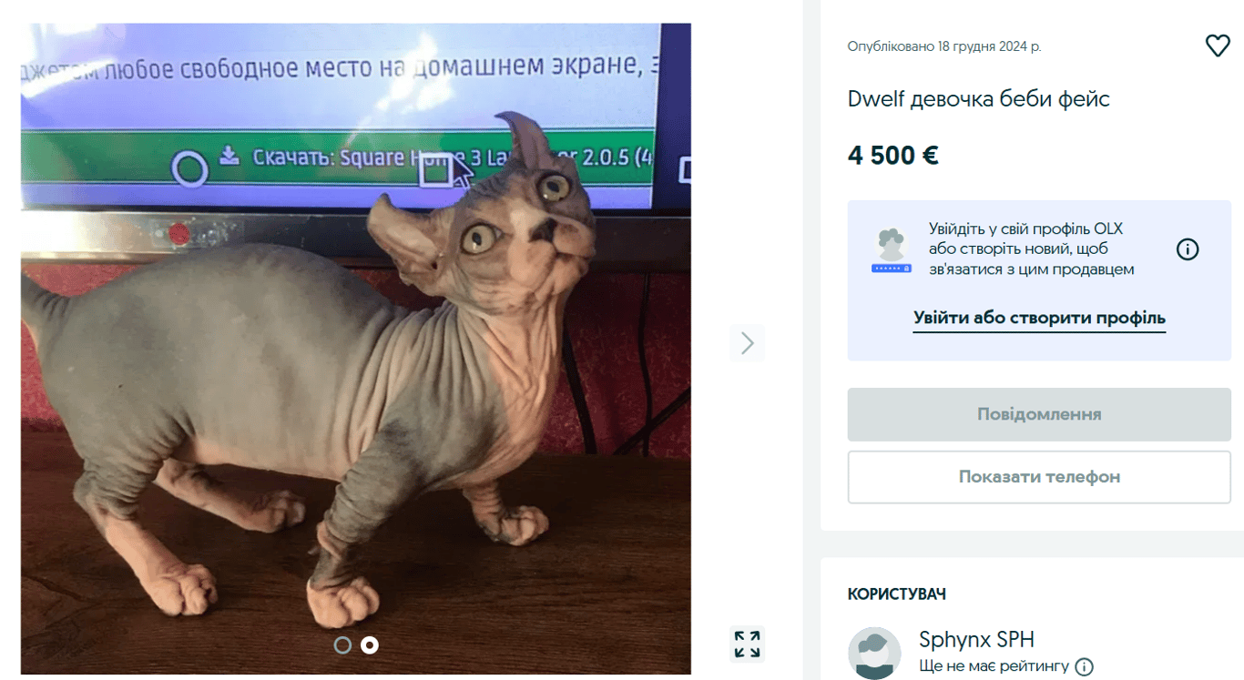 Четырехлапая элита — сколько стоят дорогие породы кошек на OLX - фото 3