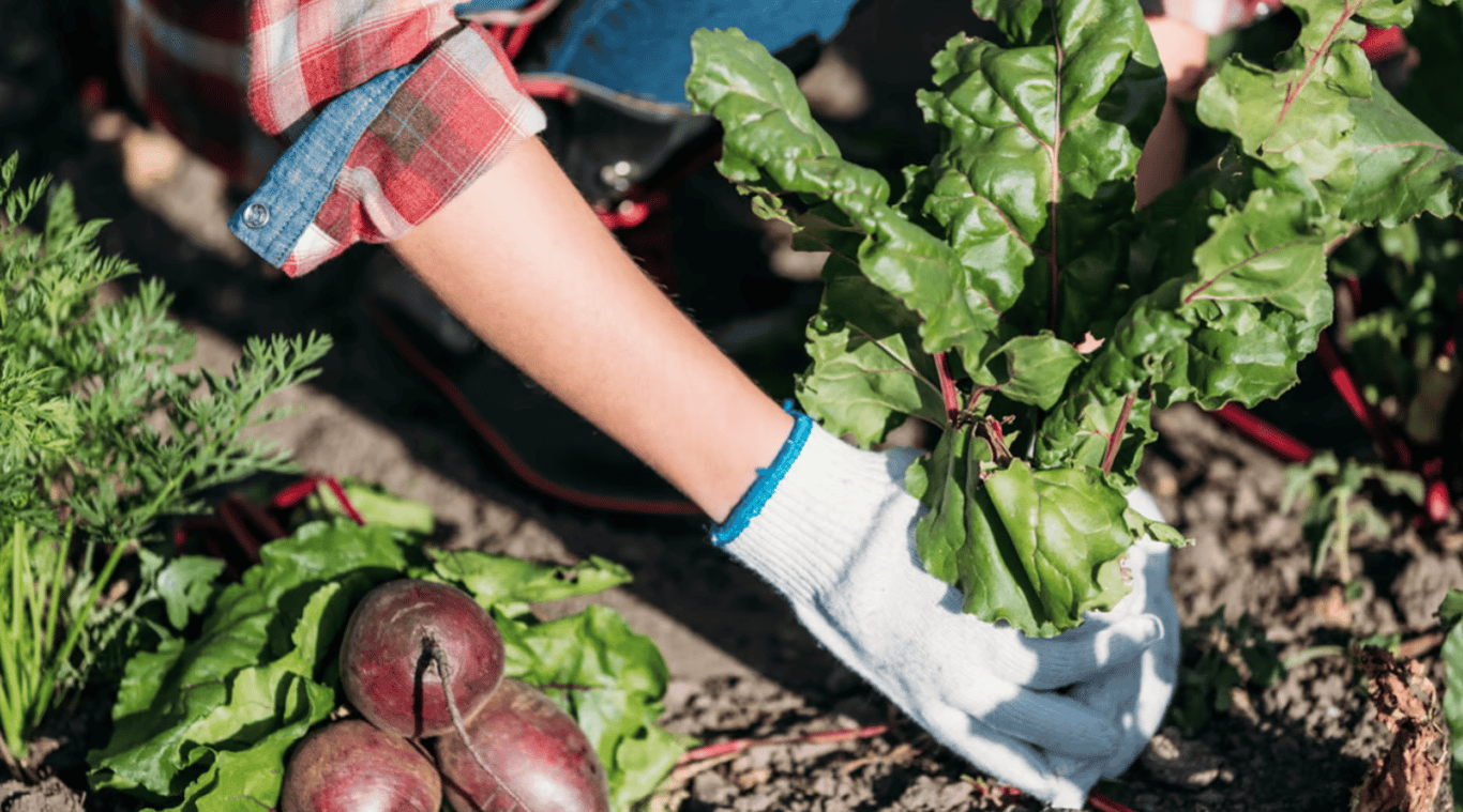 Посадка свеклы