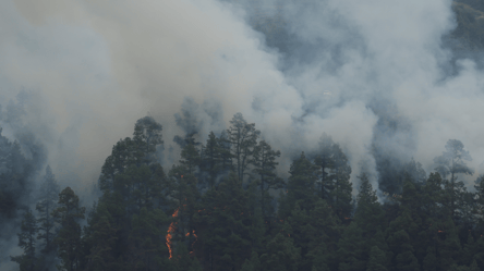 Лісові пожежі в Середземномор'ї: від вогню загинуло вже понад 40 людей - 285x160