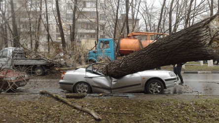 Одеситка відсудила у міста 74,5 тис. грн за дерево, яке впало - 285x160