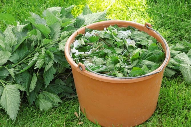 Приготовление настоя из крапивы