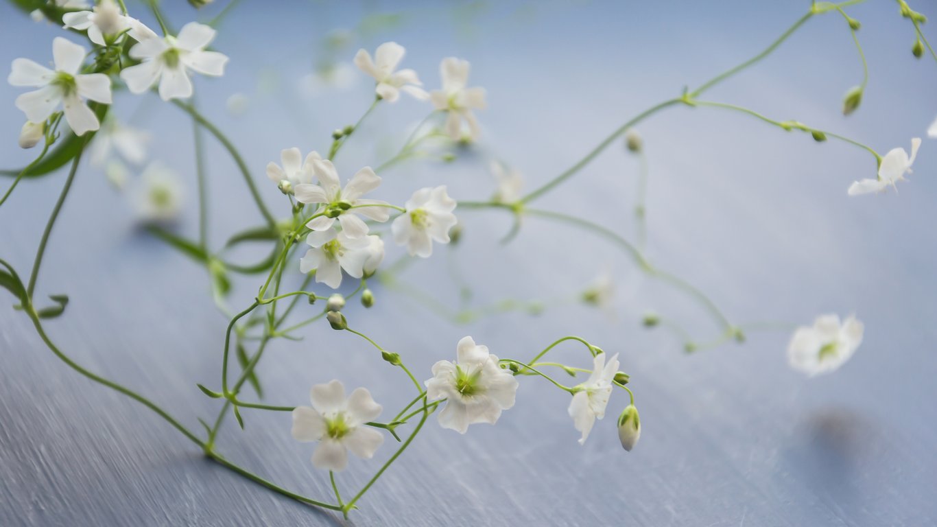 Крупний план квіток гіпсофіли з ніжними білими пелюстками.