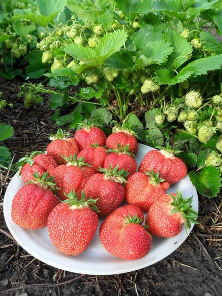 Поради з вирощування полуниці