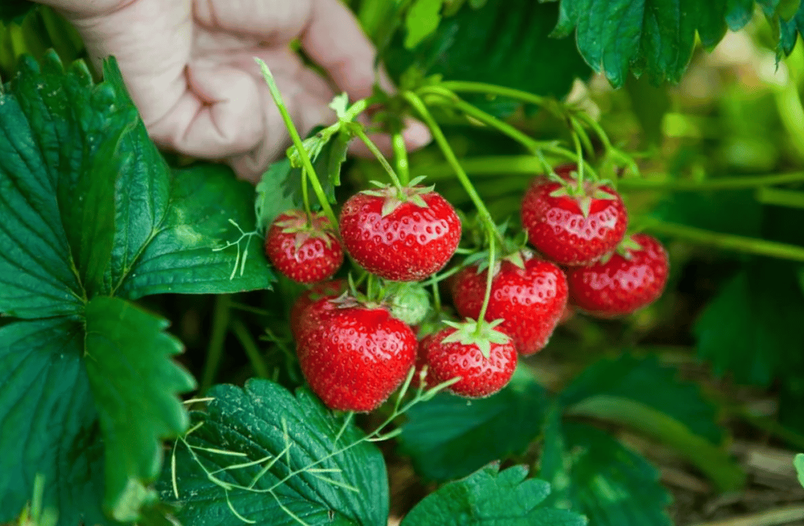 Зрелая клубника на огороде