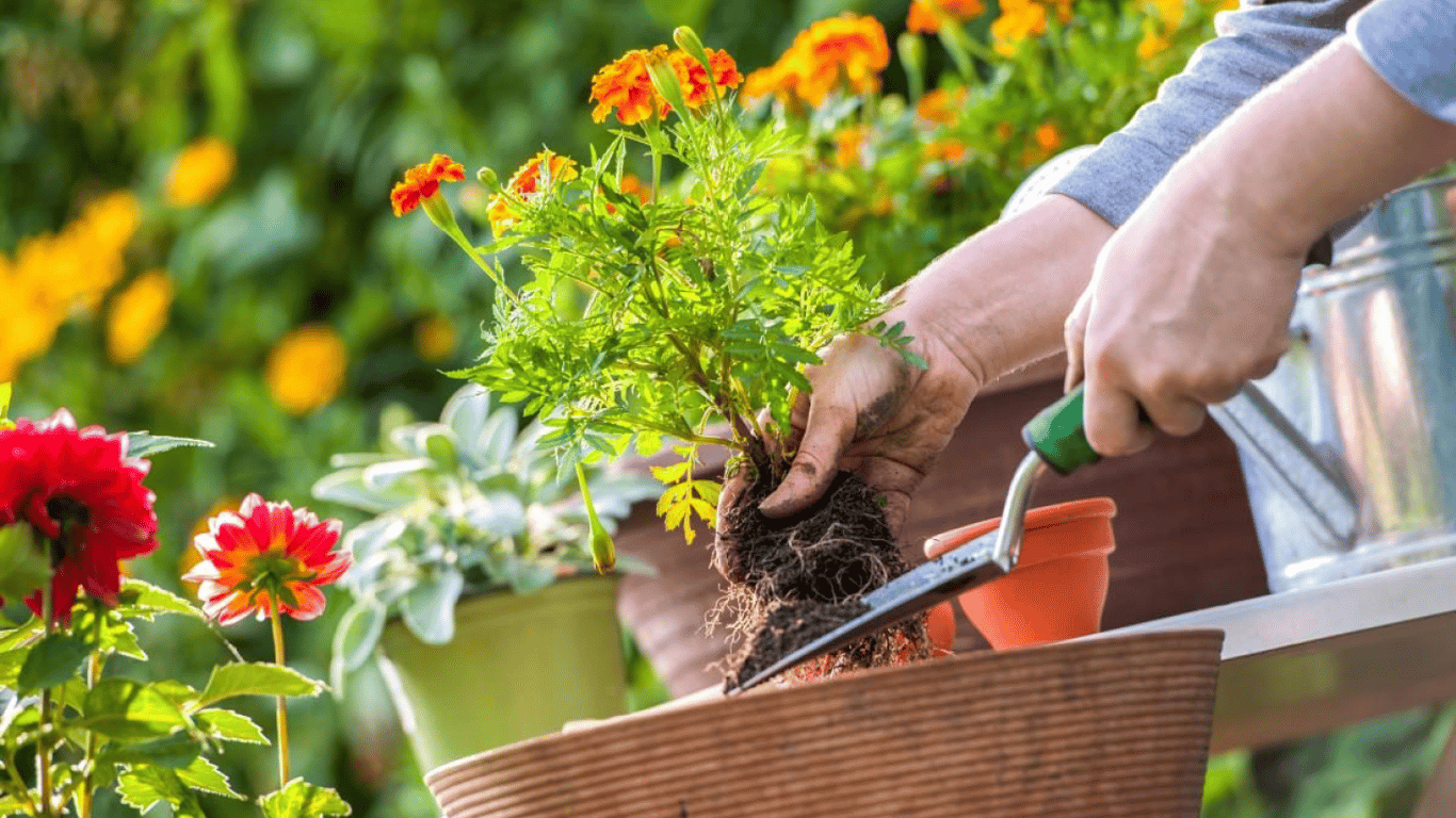 Эти цветы притягивают в дом богатство: что посадить на клумбе