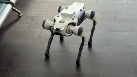 В одному з аеропортів з’явилися незвичайні "працівники" — чим дивують - 290x166