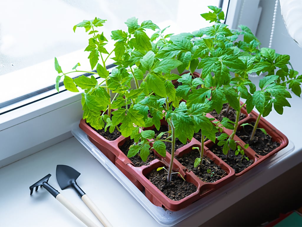 Рассада томатов