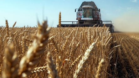 Ціни на зерно в Україні. Скільки коштує пшениця у листопаді - 285x160