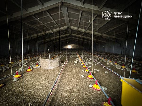 Пожежа у курнику на Львівщині