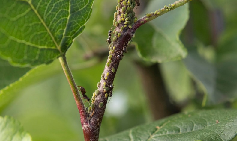 Чому мурахи для яблуні — дуже небезпечні шкідники