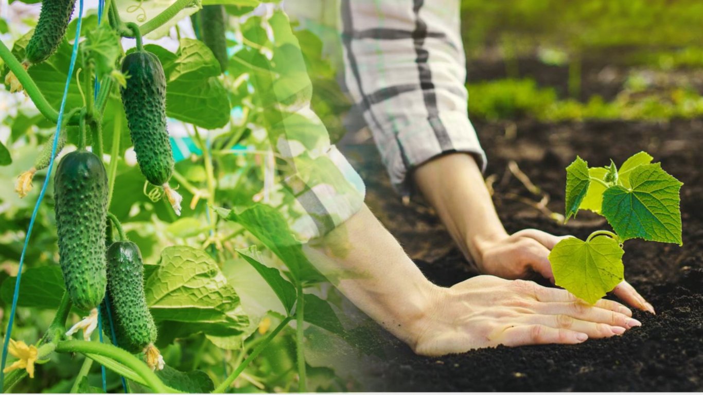 Organic Cucumber Fertilizers for the Best Crop — Cucumber Tips