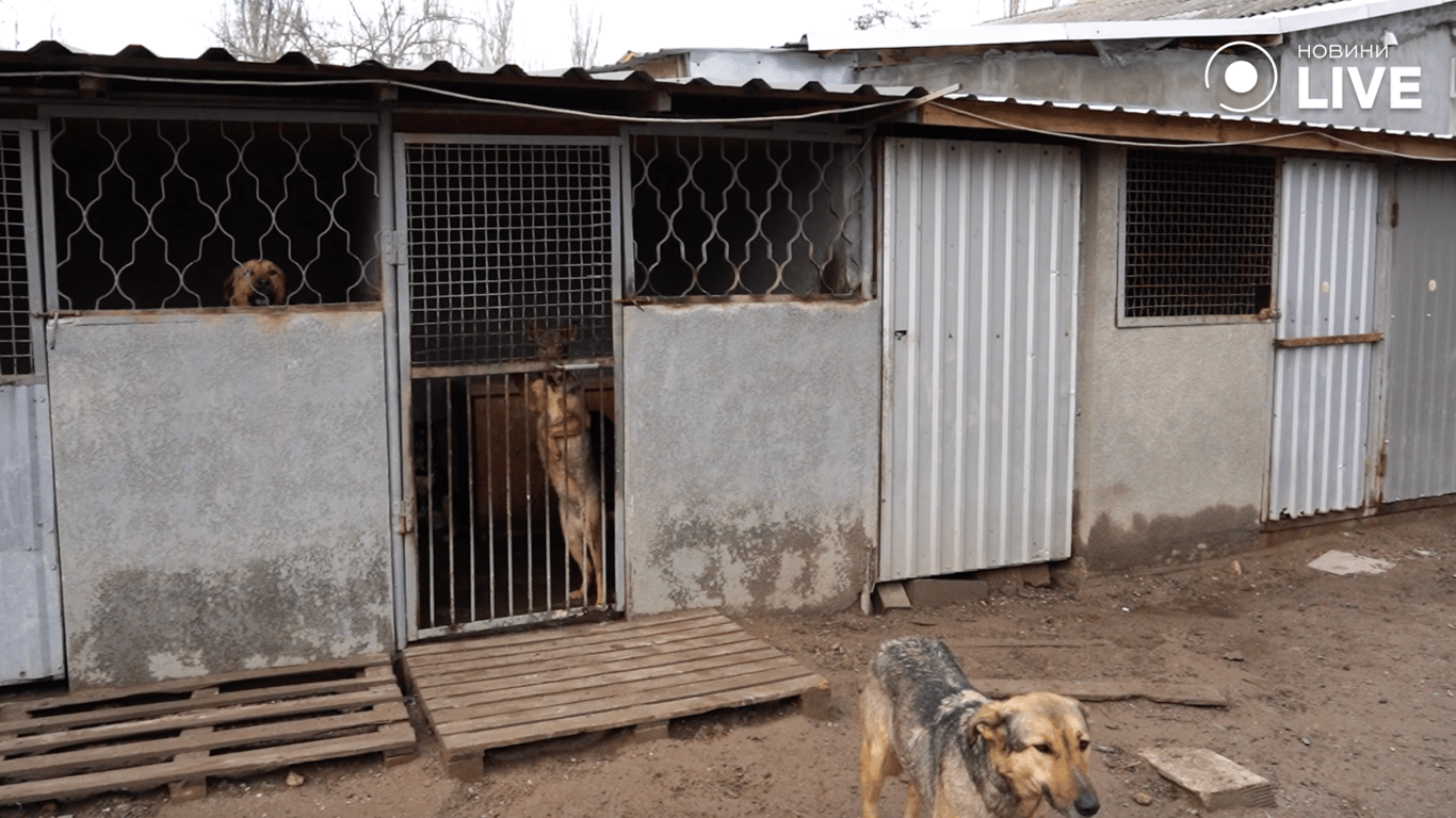 Притулок "Ковчег"