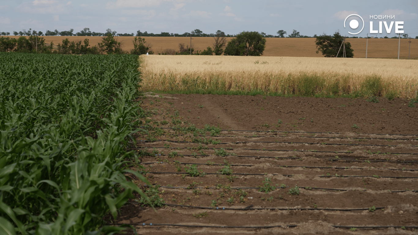 Поле, на якому росте експериментальний бавовник