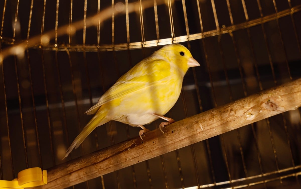 Який домашній улюбленець ідеально підходить вашому знаку Зодіаку — Терези