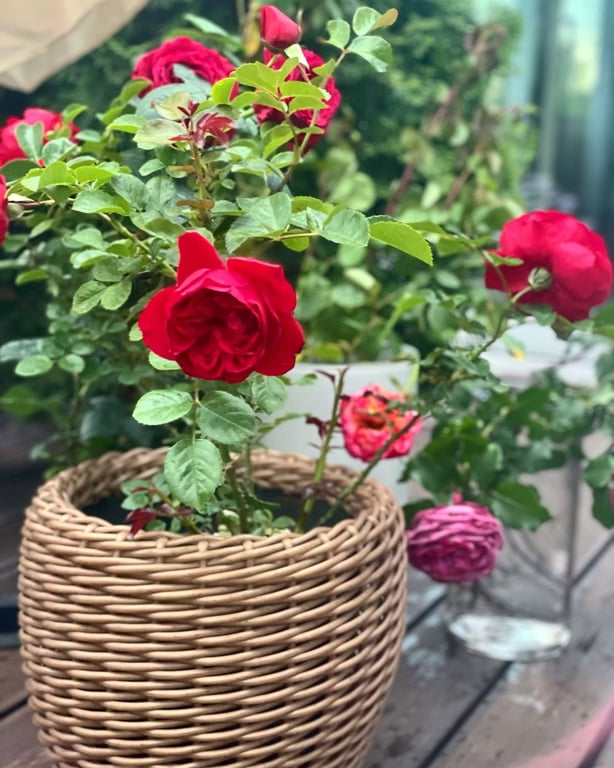 Могилевська у розкішному вбранні показала, як проводить вихідні - фото 4