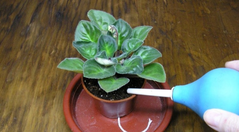 Подкормка фиалки