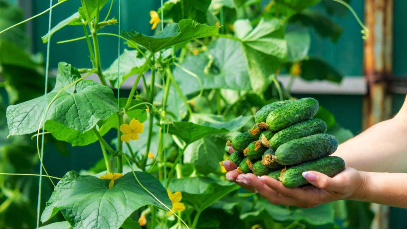 Чим підживити огірки у липні — три рецепти добрив для небувалого врожаю