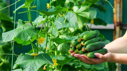 Чим підживити огірки у липні — овоч вродить рясно, буде солодким та хрумким - 285x160