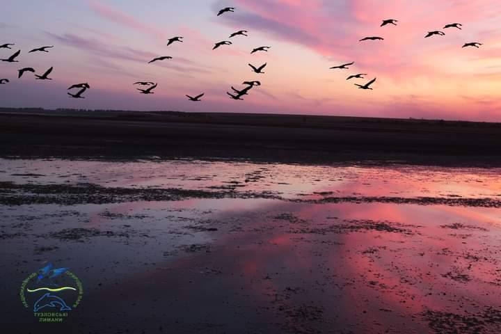 Кучеряві пелікани прилетіли на Одещину — зупинились на Тузлівських лиманах - фото 1